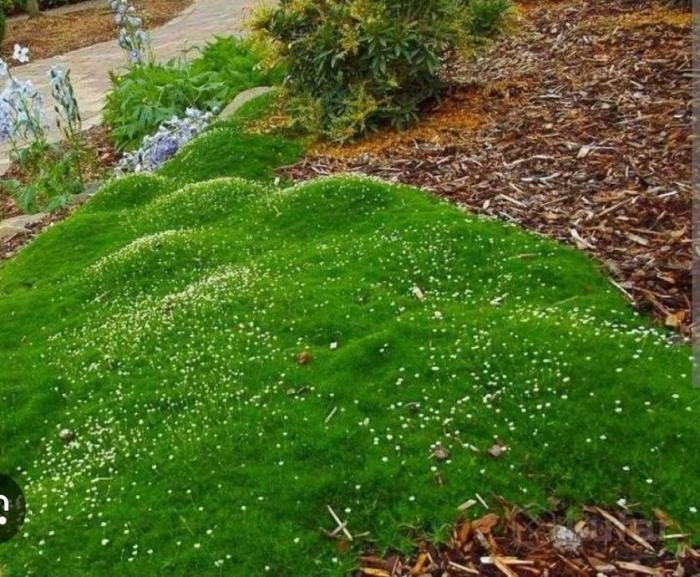 Мшанка шиловидная ирландский мох