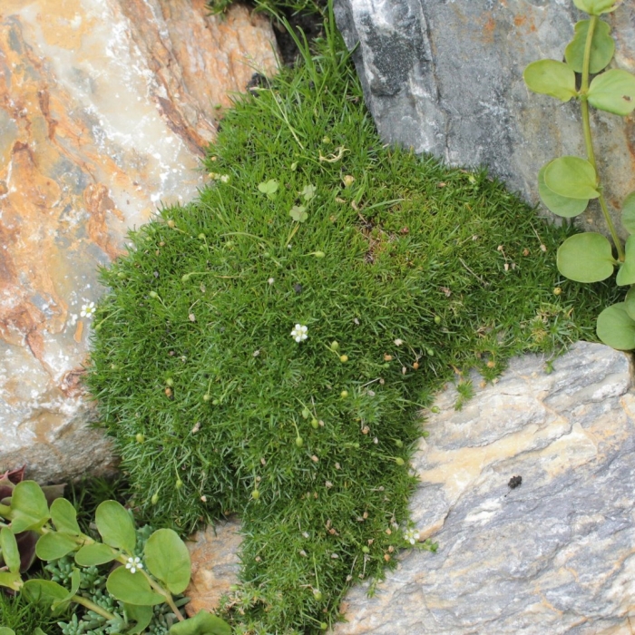 Шиловидная мшанка