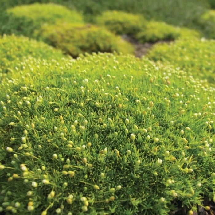 Шиловидная мшанка