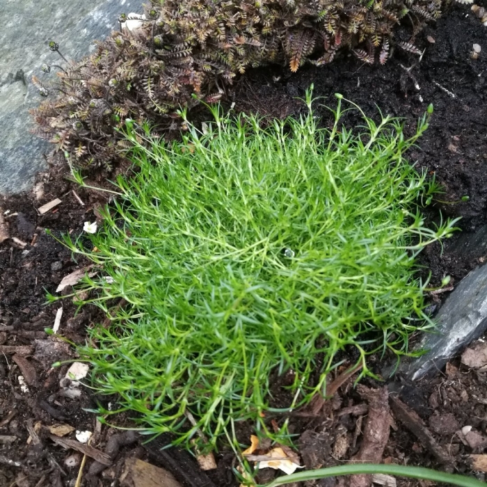 Шиловидная мшанка