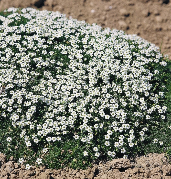 Арабис альпийский резуха