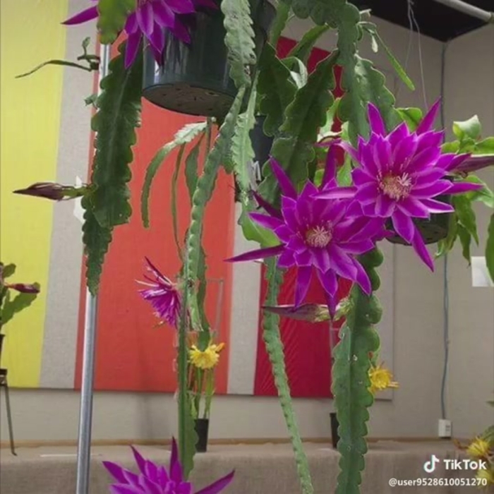 Эпифиллум орхидейный кактус