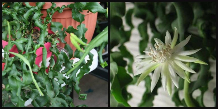 Эпифиллум монстроза