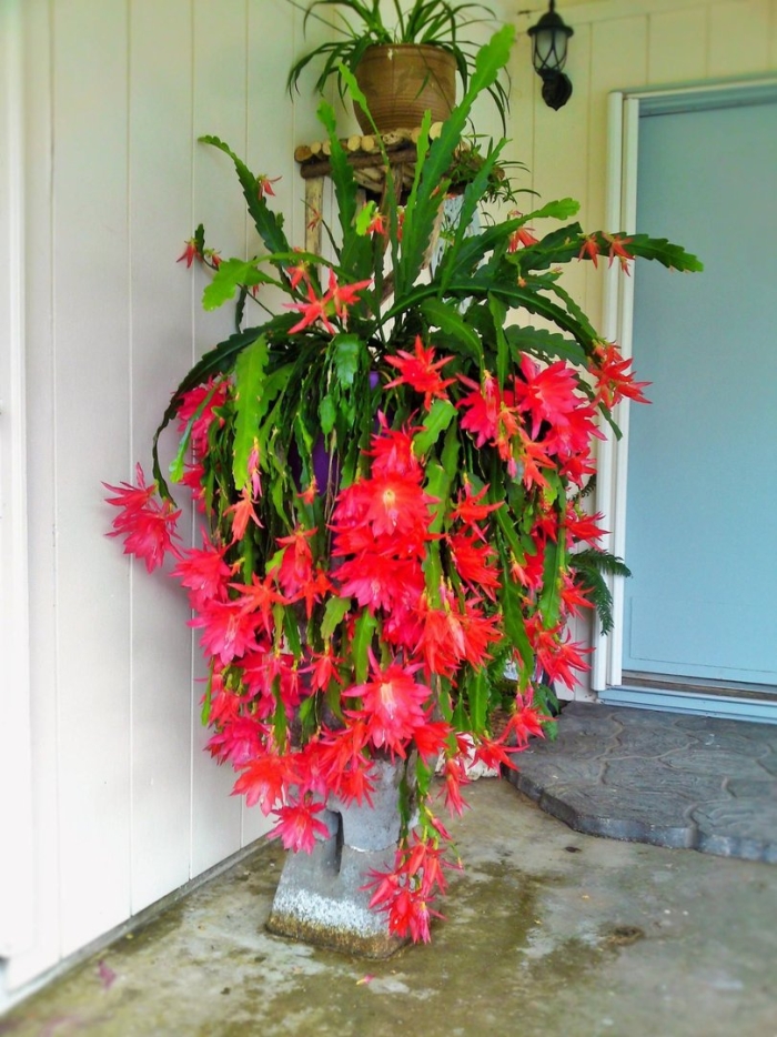 Эпифиллум гватемальский монстроза