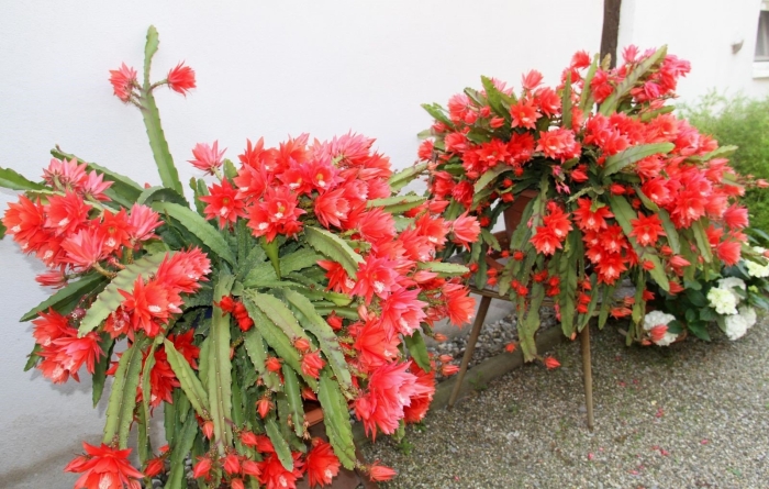 Эпифиллум аккермана