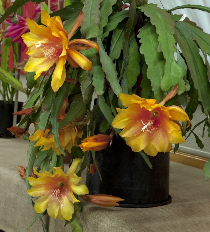 Эпифиллум аккермана