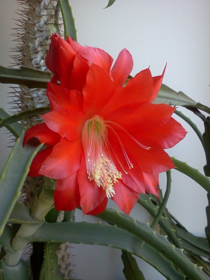 Эпифиллум филлокактус красный