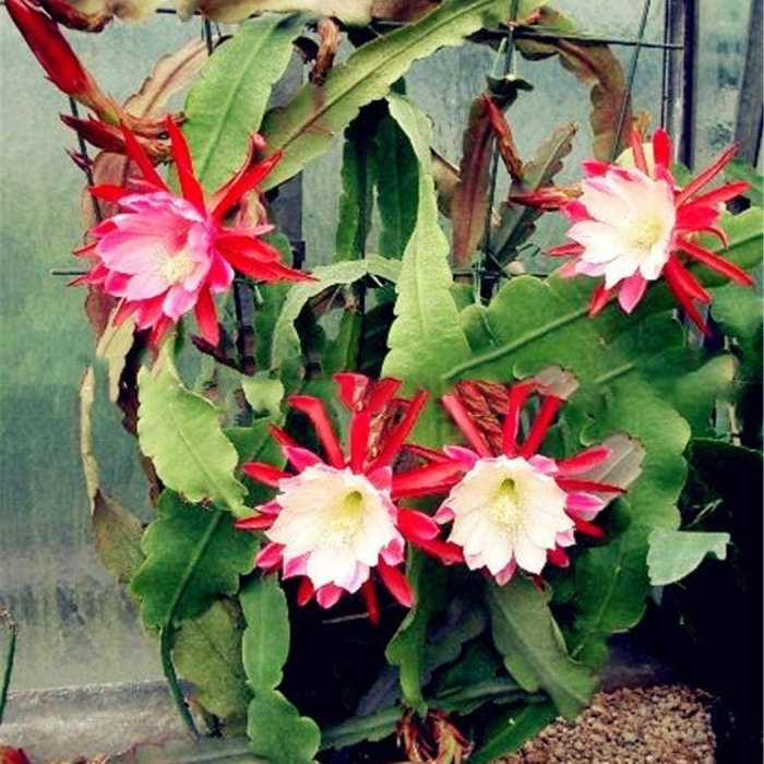 Зигокактус эпифиллум