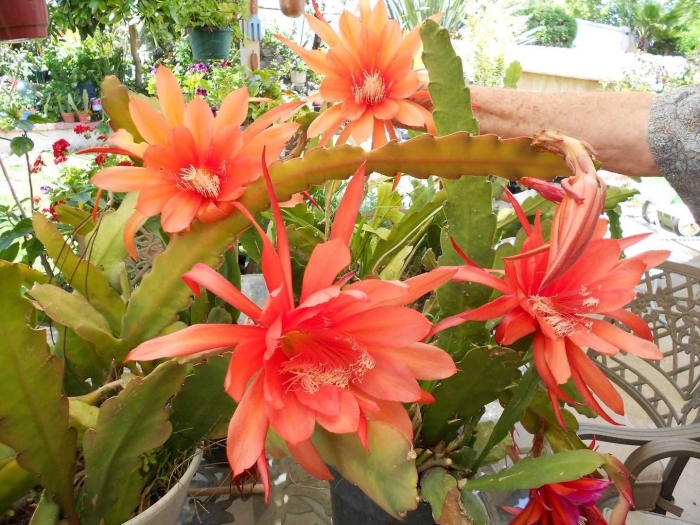 Эпифиллум кинг мидас