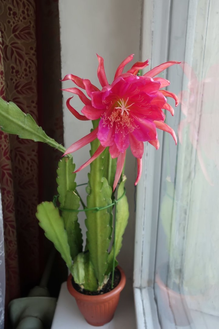 Эпифиллум цветок