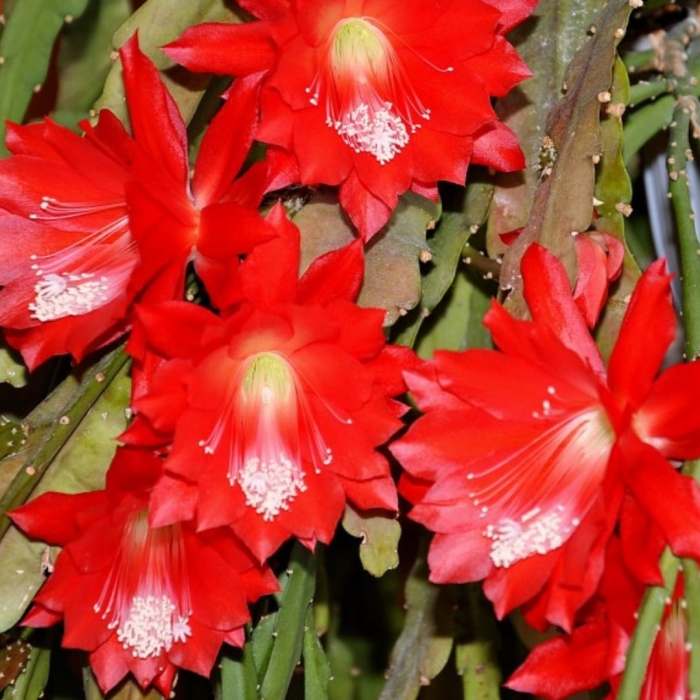 Эпифиллум царица ночи