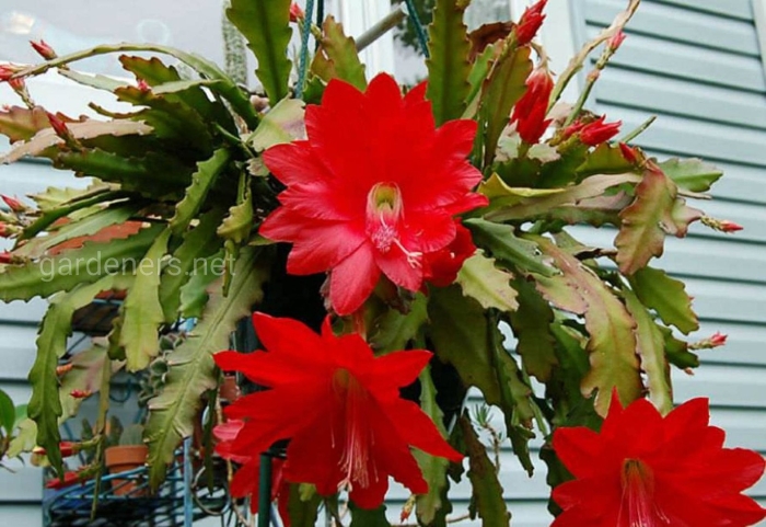 Шлюмбергера эпифиллум зигокактус