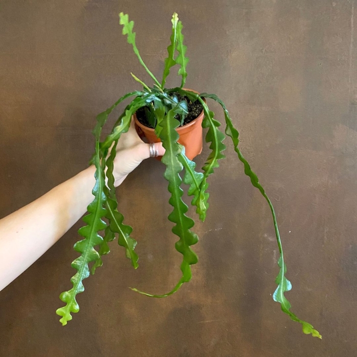 Эпифиллум ангулигер