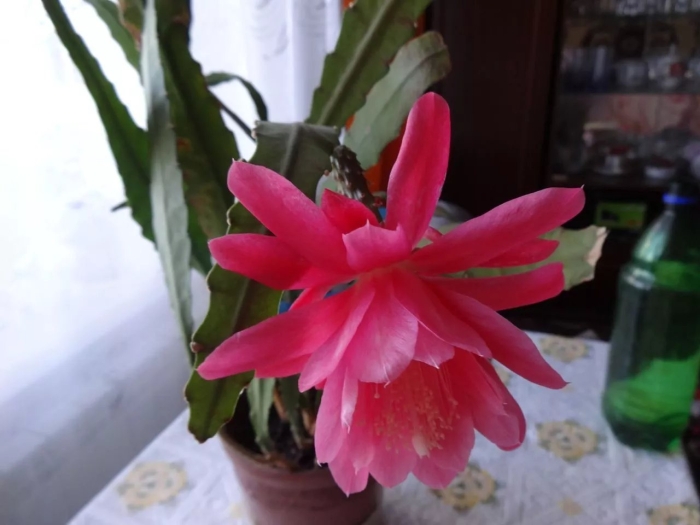 Филлокактус эпифиллум цветок