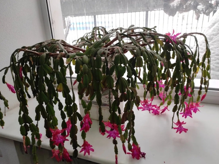 Лесной кактус