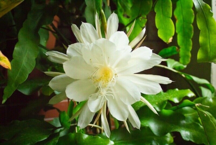 Эпифиллум оксипеталум царица ночи