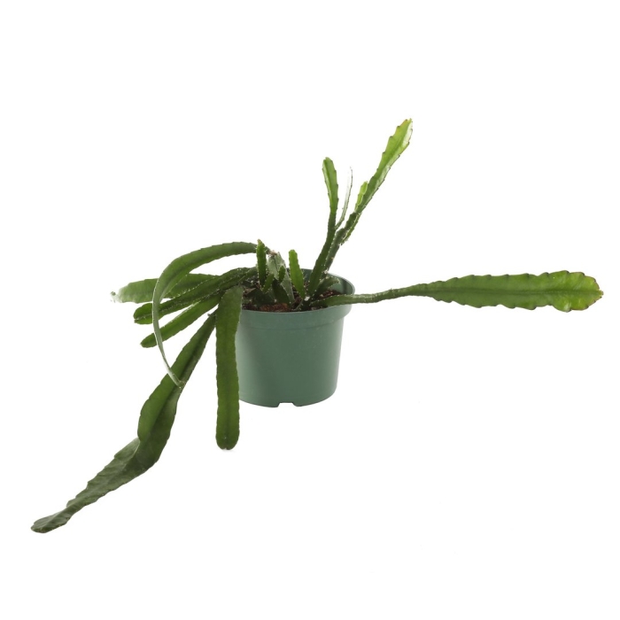 Рипсалис paradoxa