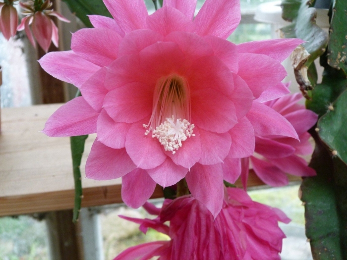 Эпифиллум розовый