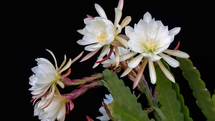 Кактус эпифиллум оксипеталум.