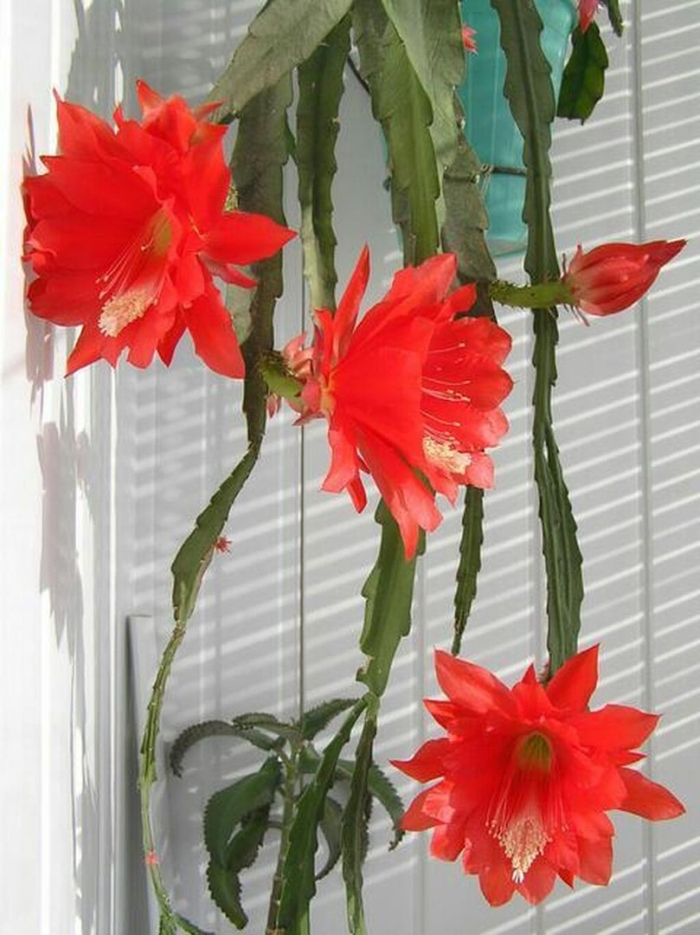 Эпифиллум филлокактус красный