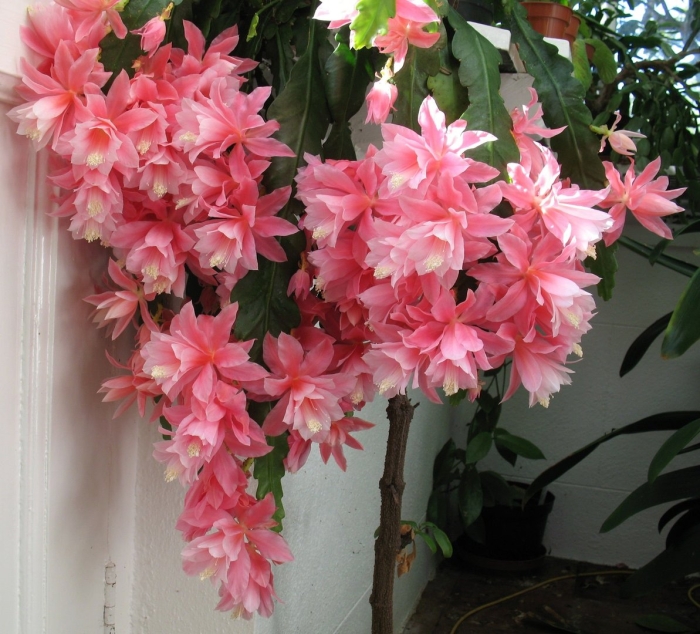 Эпифиллум deutsche kaiserin