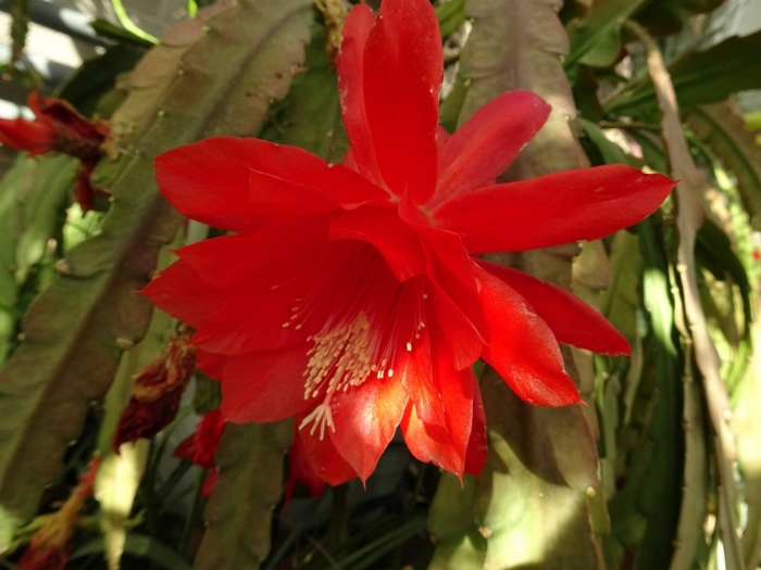 Кактус декабрист эпифиллум