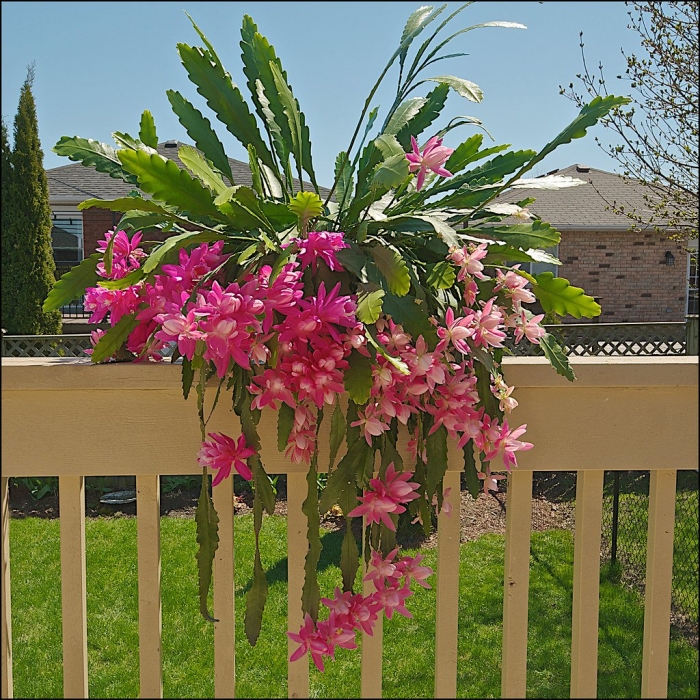 Эпифиллум цветок