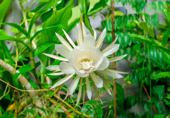 Эпифиллум оксипеталум царица ночи