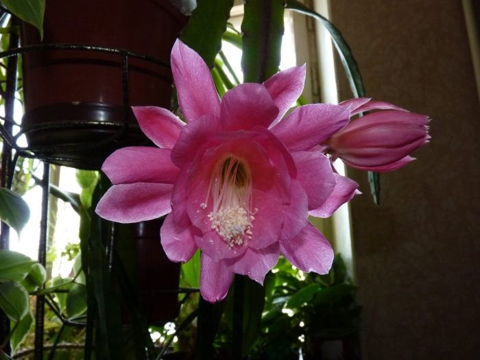 Эпифиллум розовый