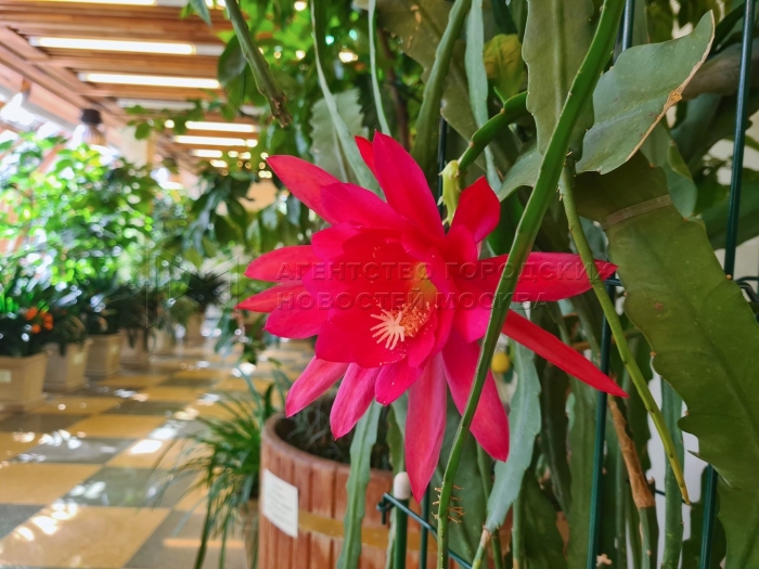 Кактус эпифиллум