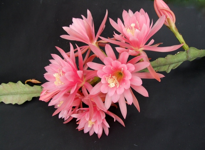 Кактус эпифиллум