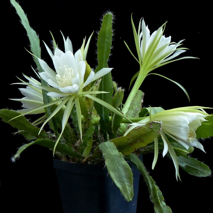 Epiphyllum oxypetalum эпифиллум оксипеталум