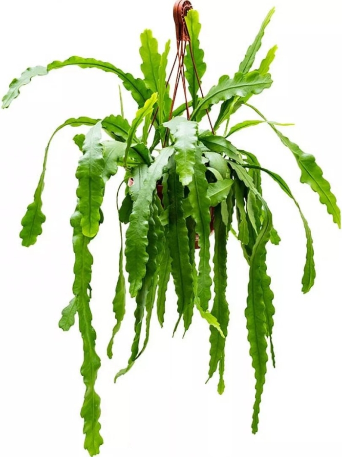 Эпифиллум бивертейл