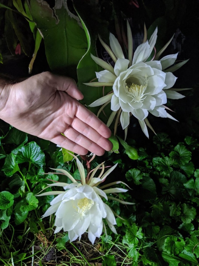 Эпифиллум леди ночь цветок