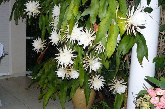 Epiphyllum oxypetalum эпифиллум оксипеталум