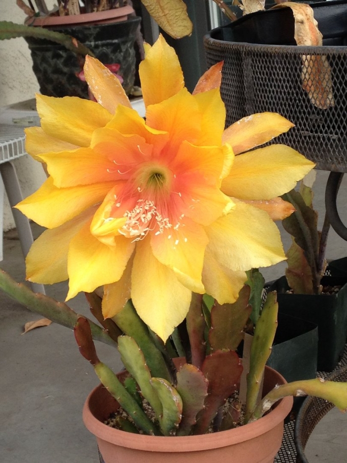 Кактус эпифиллум