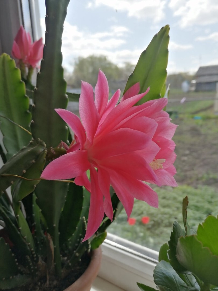 Филлокактус эпифиллум цветок