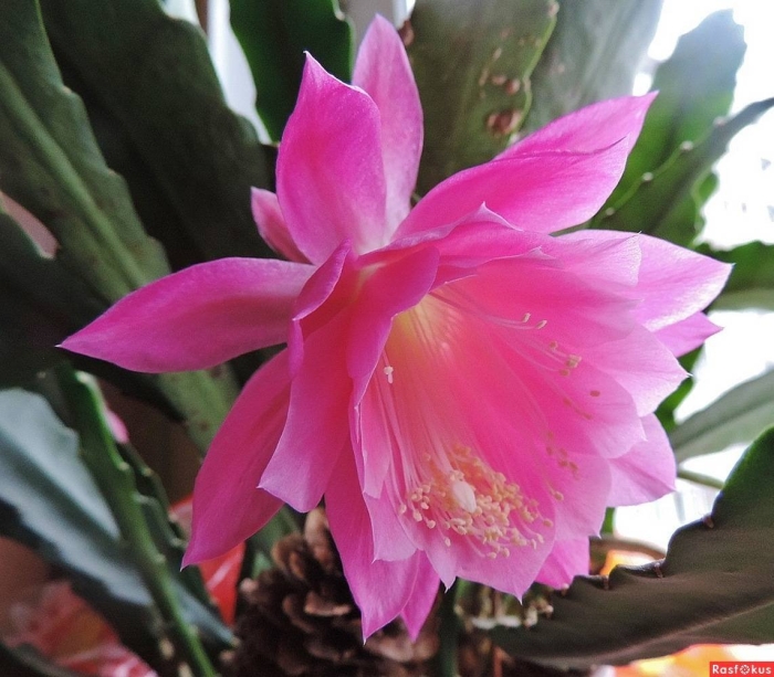 Комнатный цветок эпифиллум