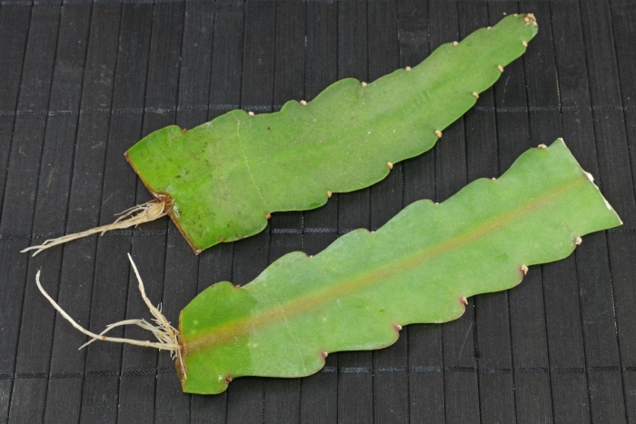 Эпифиллум черенкуем