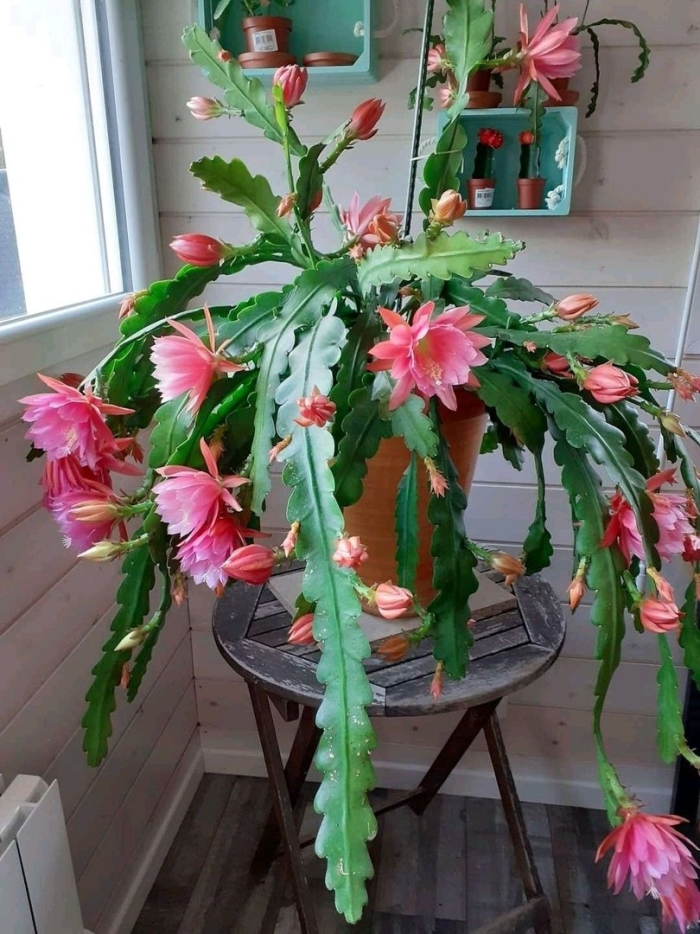 Эпифиллум цветок