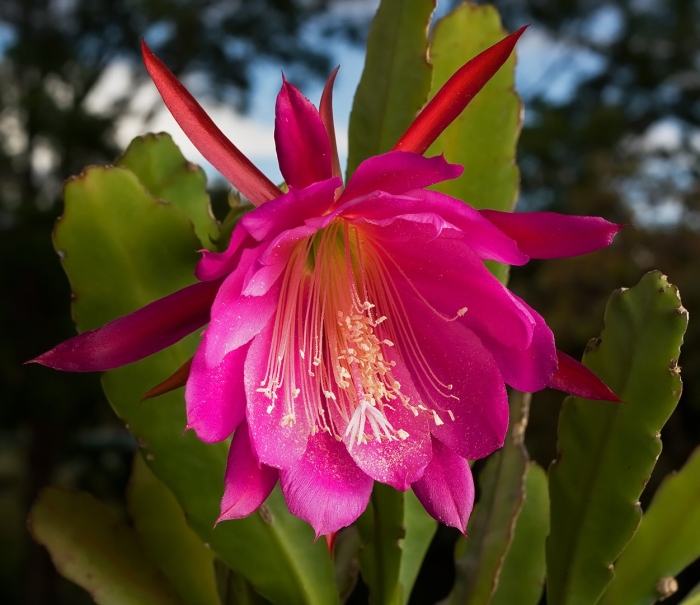 Epiphyllum hybrid