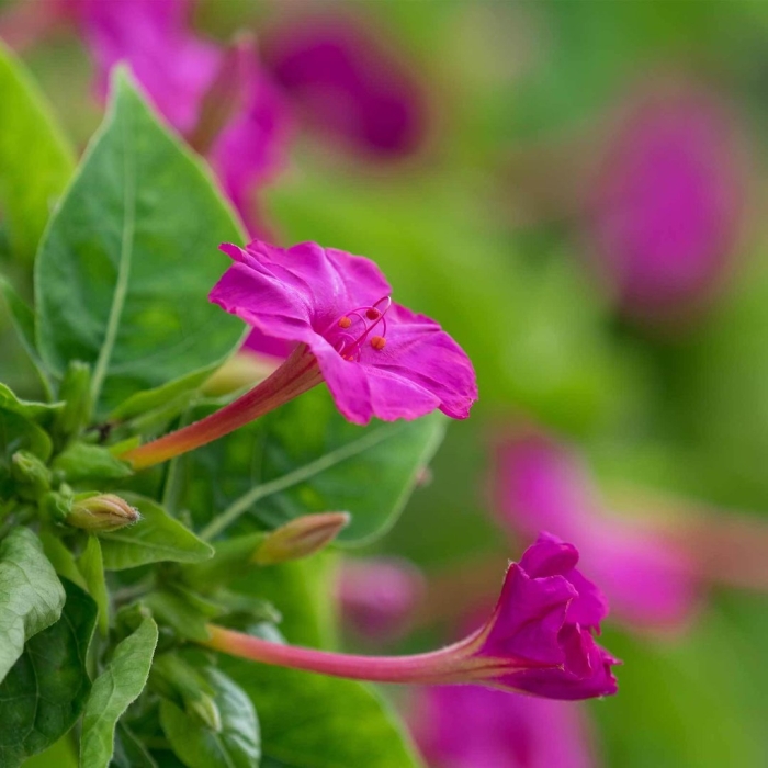 Mirabilis jalapa