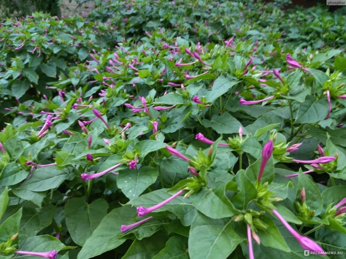 Мирабилис ялапа ночная красавица