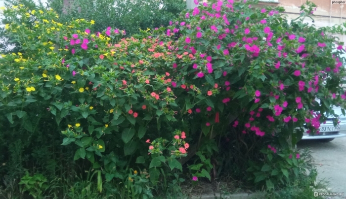 Мирабилис ялапа