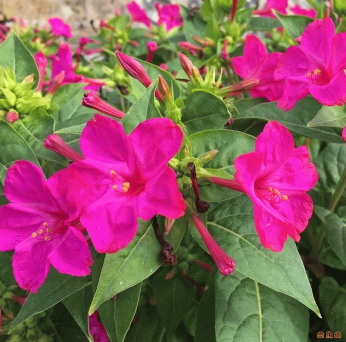 Мирабилис ялапа ред