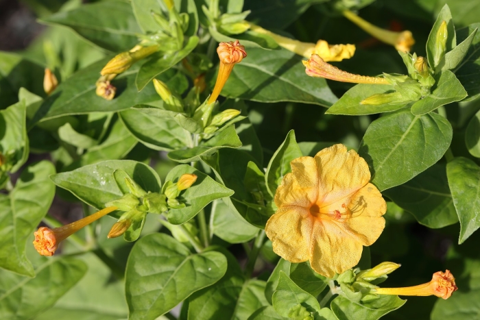 Мирабилис халапа