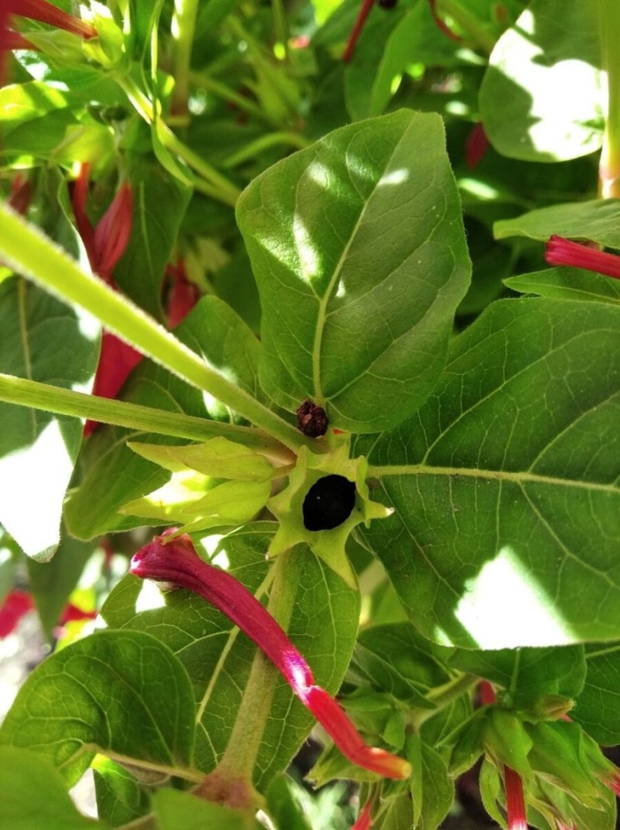 Мирабилис халапа