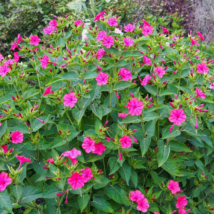 Мирабилис ялапа ночная красавица