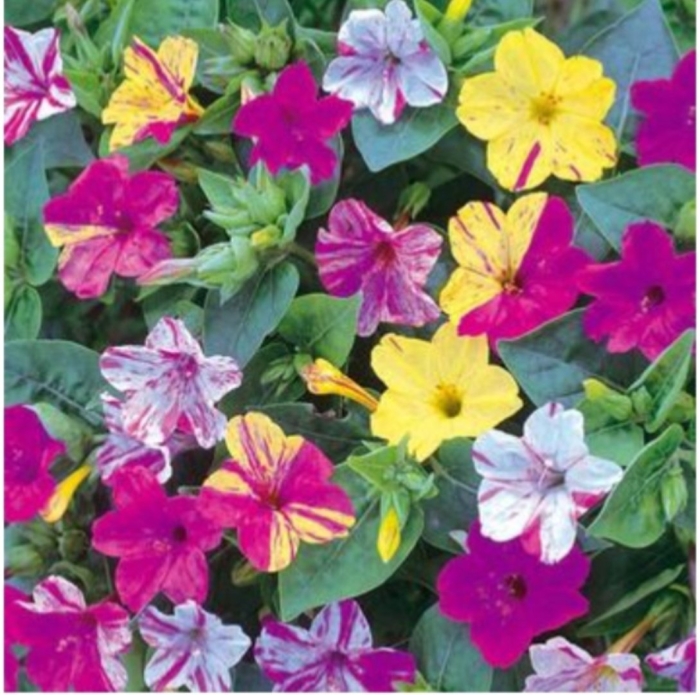 Мирабилис иоланта