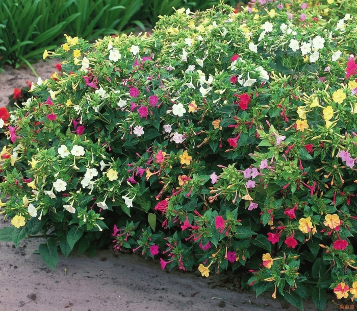 Мирабилис дракоша